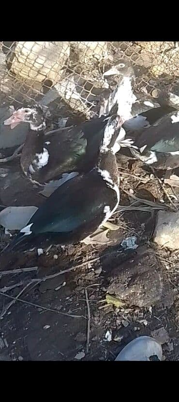 Ördəklər satilir 11 eded erkey dişili qiymet kom 15 manatdan ünvan lalafo.az -da Ördəklər satilir 11 eded erkey dişili qiymet kom 15 manatdan ünvan