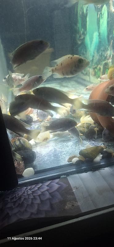 akvarium satilir: Dördbucaq akvarium, Balıqlarla birlikdə, 96 l, Ünvandan götürmə — 6