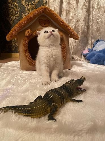 pişik: Yumşaq oyuncaq timsah – realist detallı plastik fiqur - Material — 1