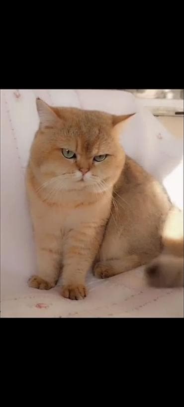 meyn kun pişiyi: Qızıl şinşilla, Erkək, Cütləşmə üçün — 3