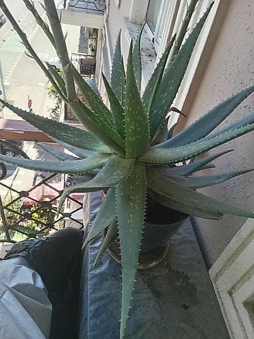 heyet gulleri ve adlari: Aloe Vera, Müalicəvi bitki. Sağlam bitkidir, bərk və ətli yarpaqlar — 1