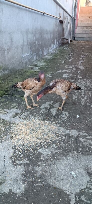 kənd toyugu: Toyuq, Damazlıq — 3