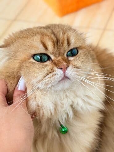 zvanok balalari: Britan, Erkək, Cütləşmə üçün — 7