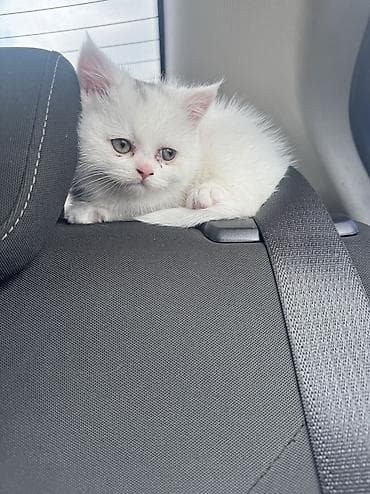 Şotland, Dişi, Yaxşı əllərə