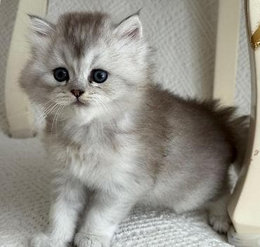 Gəmiricilər: Gözəl, uzun tüklü balaca pişik balası - Növ: ev pişiyi (uzun tüklü — 2