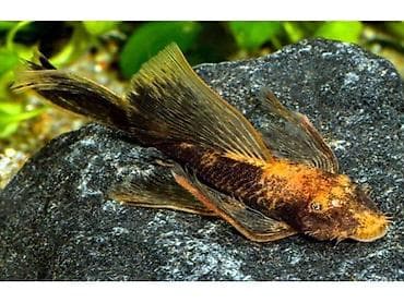 Akvarium üçün “LD 16” tipli pleko (otoxorink/ancistrus) –