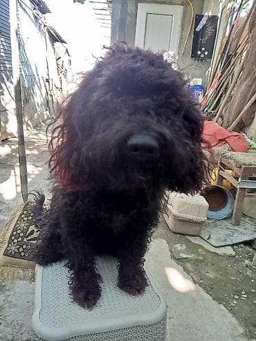 Pudel, 2 il, Dişi, Cütləşmə üçün