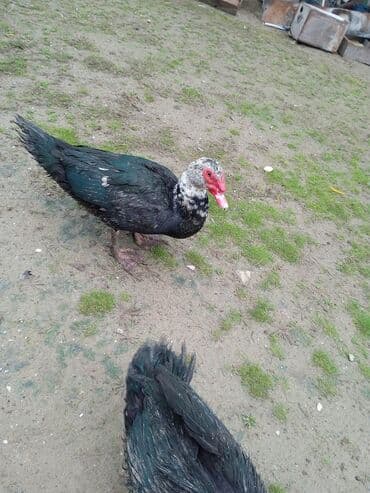 yumurta qoyan heyvanlar: Erkək, | Lal ördək, Ətlik — 7