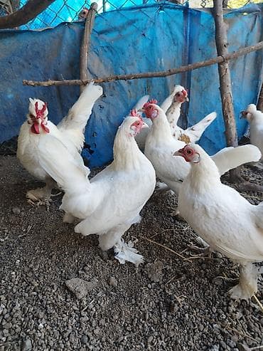 Kənd təsərrüfatı quşları: Toyuq, Damazlıq — 8