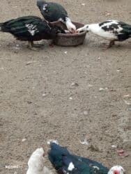 bildirçin satilir 80 qep: Erkək, | Lal ördək, Damazlıq, Ünvandan götürmə, Ödənişli çatdırılma — 2