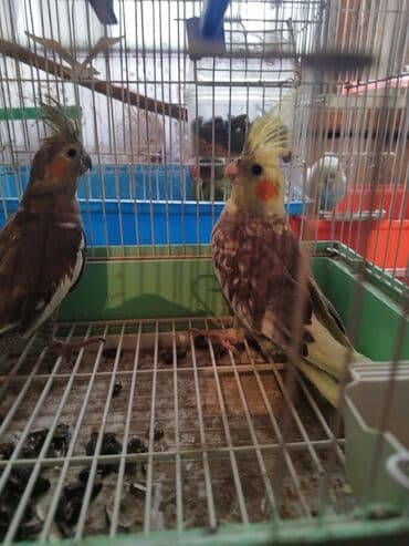 клетка для попугая купить: Korellalar satılır, qiymət bir ədədinə aitdir, cütü 70 manatdı — 3