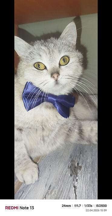 Pisik şinsila dişi 10 ayliq — 1