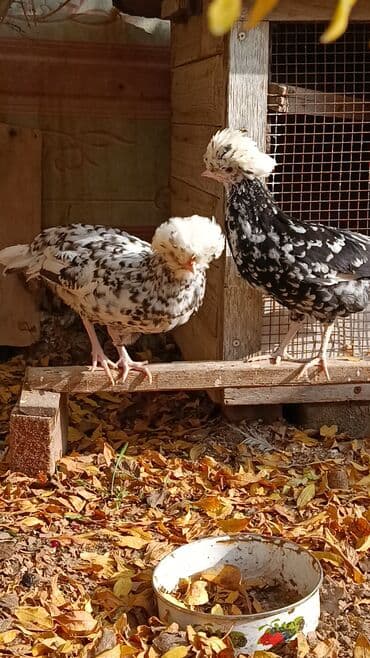 hinduşqa yumurtası: Toyuq, Yumurtalıq — 8