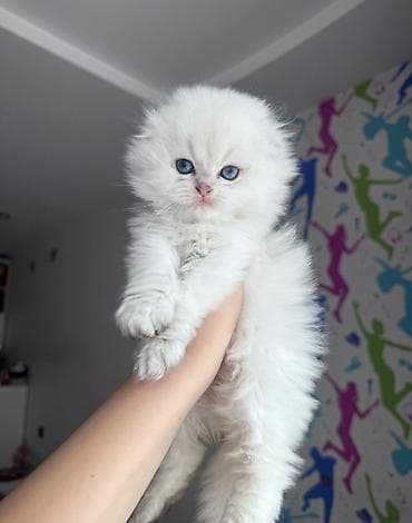 pisik qara: Şotland uzun tüklü, Erkək — 5