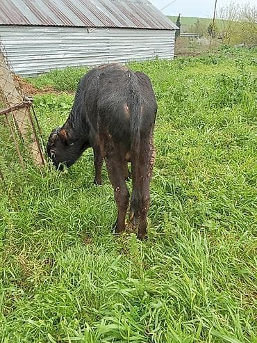 smental dana: 1530 deylir riyalı alci zengin vursun — 3