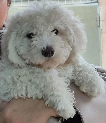 pisik bala: Pudel, 9 ay, Erkek, Pulsuz çatdırılma — 1