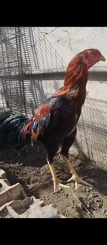 arı ailesi satilir: Məhsul: Xoruz (uzun ayaqlı, iri cins tipli) Təsvir: 2sinin qiymetidir — 1