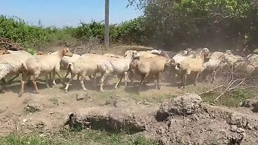 qoyun mal: Dişi, il: 1, Pulsuz çatdırılma — 3