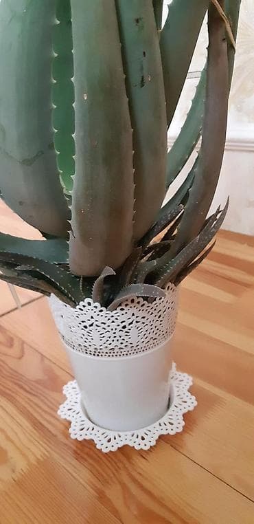 Комнатные растения: En azi 6ilin aloyesi.Min bir derde derman.Anlayishi olana bellidir — 2