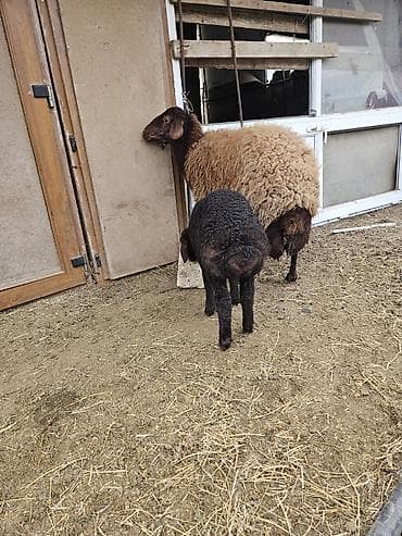 Atlar: Qoyun ana-bala cütü - Cins: Yerli qaragül tipli (qara quzu — 1