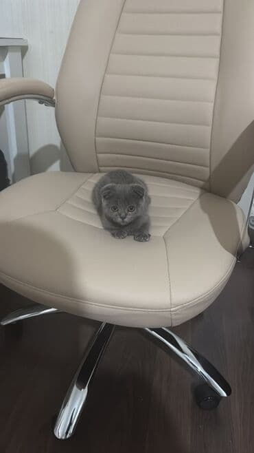 menks cinsli pişik: Şotland yastı qulaq, Dişi, Yaxşı əllərə, Ünvandan götürmə — 5