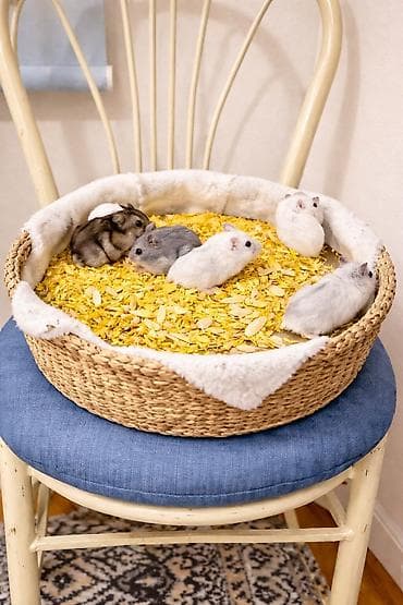 Sevimli hamster satılır Çox aktiv və mehribandırlar, ev şəraitində