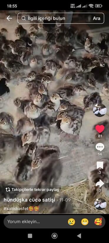 Ford: Erkək, Ətlik, Ödənişli çatdırılma — 3