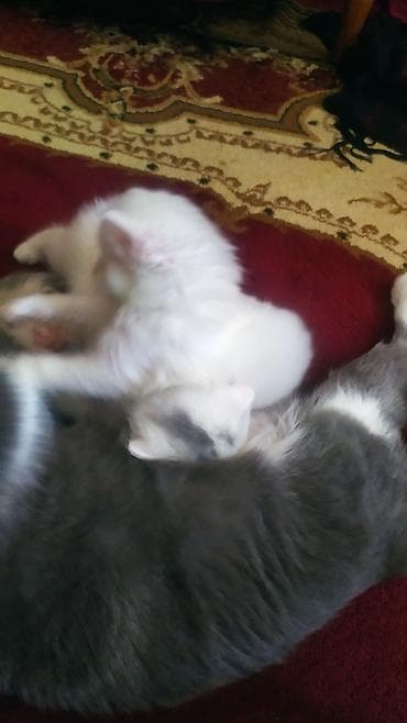 heyvan sahiblənmə: Digər heyvanlar — 5