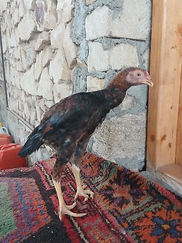 qusar heyvan satışı: Damazlıq — 6