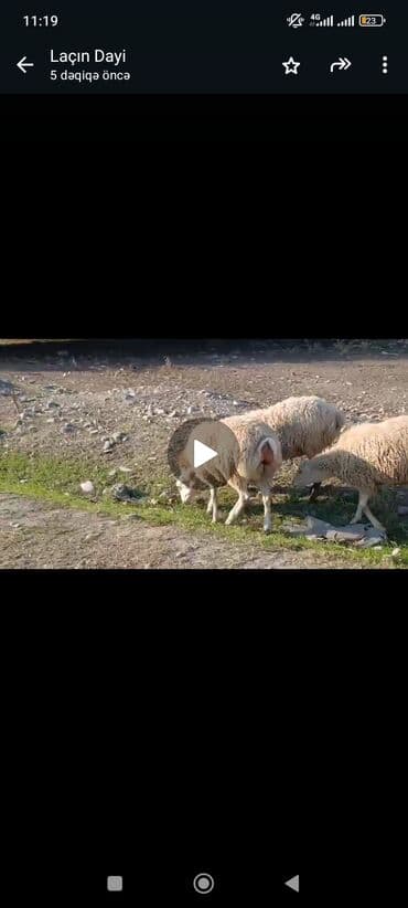 Satılır: quzular 45 başdi qiyməti 280azn ünvan Göyçayda - Növ lalafo.az -da Satılır: quzular 45 başdi qiyməti 280azn ünvan Göyçayda - Növ