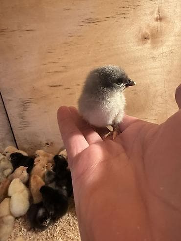 akula sekilleri: Toyuq cücələri, Damazlıq — 1