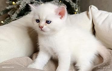 ev pisikləri: Ağ rəngli, mavi gözlü balaca pişik balası Xüsusiyyətlər: - Rəng: qar — 7