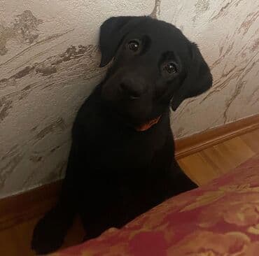 лабрадор: Labrador-retriver, 4 ay, Dişi — 1