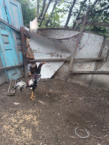 cins ineklerin qiymeti: Heyratilar satilir tergidirem deye ne heyvanim var hamsini satiram her — 8