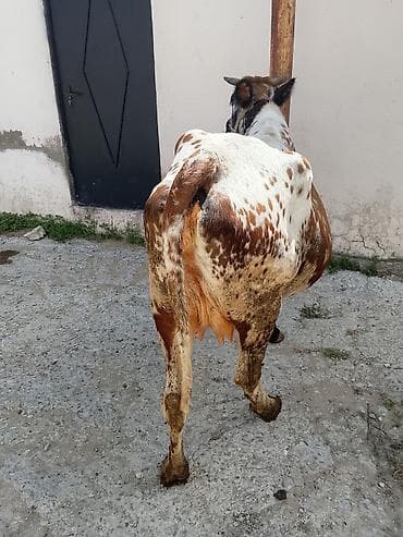 Heyvanlar: Məhsul: Xallı inək (dişi) Təsvir: - Rəng: ağ-qəhvəyi fonda qara-ağ — 10