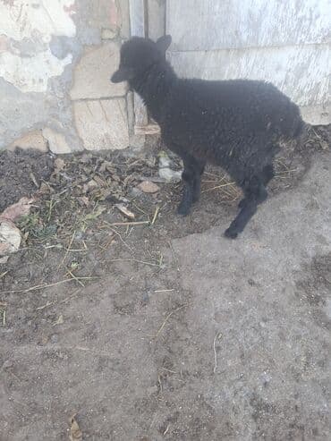 Гуси: Yetim erkey quzu — 2