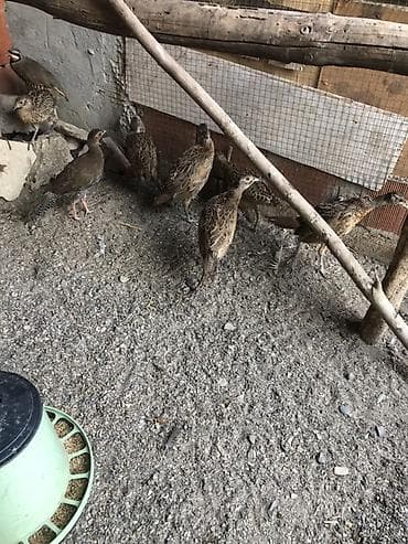 sirin pisik balalari: Qafqa qirqovullar — 2