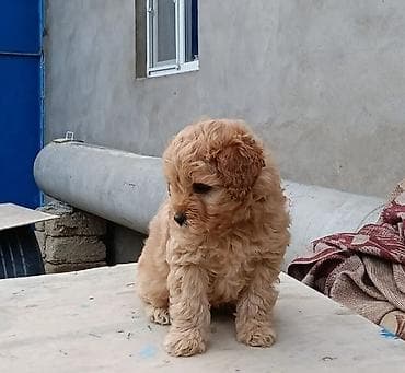 pidbul it: Pudel, 7 ay, Erkek, Peyvəndli — 1