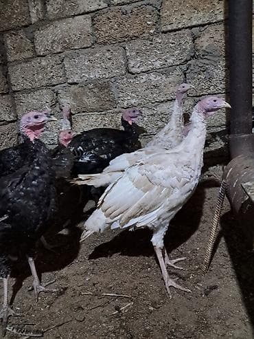 kanada sortu hinduşka: Erkək, Damazlıq — 4