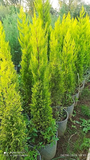 evkalipt ağacı haqqinda: Limonni yolka agacları çox münasib qiymətə satişda dibçəkdə böyüdülmüş — 4