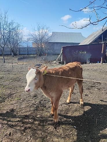Digər heyvanlar: Erkək balalı.İnək satılır.Beşinci balasıdı. 10 litr süd verir.Balası — 4