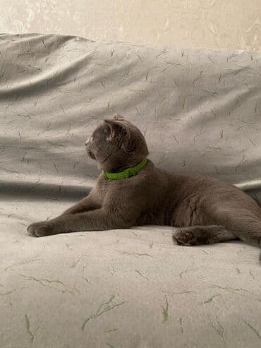 сколько стоит британский котёнок: Британская — 5