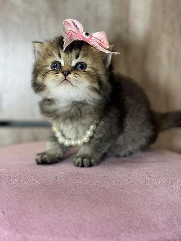 mingəcevir pişik: Britan — 2