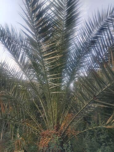 evkalipt ağacı satilir: Ağaclar — 5