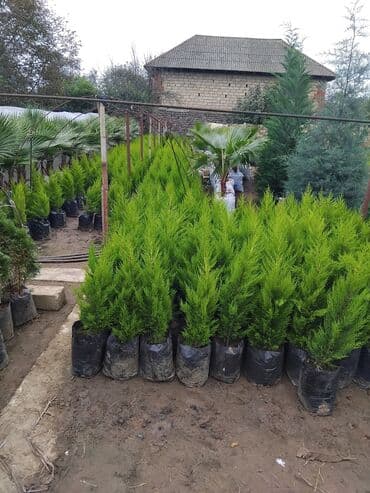 sumax ağacı: Ağaclar — 2