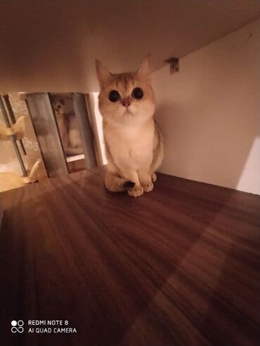 собака отдам в хорошие руки: Британская, Самка, В добрые руки, Самовывоз — 2