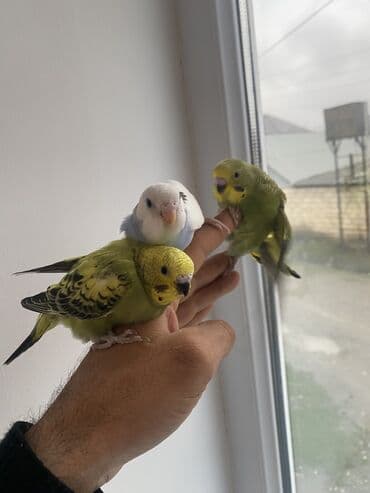 UAZ: Valnis balaları satılır ətraflı məlumat üçün vasapa yazın Birdəki — 8