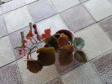 şpon nedir: Begoniya maculata (albalı-muncuqlu begoniya) – dekorativ yarpaqlı və — 3