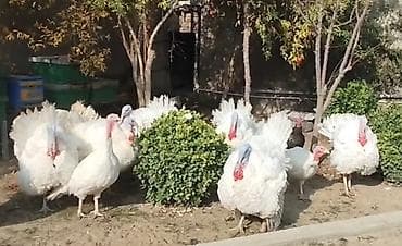 Ağır çəkili hinduşka yumurtaları satılır, erkəkləri 20 kq+ çəki lalafo.az -da Ağır çəkili hinduşka yumurtaları satılır, erkəkləri 20 kq+ çəki