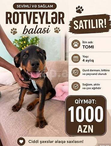 pet pec: Rotveyler, 4 ay — 1